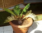 cycas.jpg