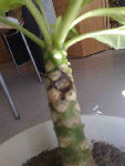 voici la tache