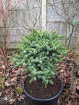 Abies pinsapo 'horstmann'