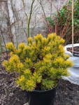 Pinus mugo 'carstens' wintergold'