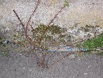 SDC10127.JPG