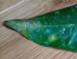 IMG_20220127_183627.jpg