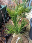 Pinus densiflora 'oculus-draconis'