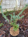 Pinus parviflora 'glauca', destiné à être taille en  nuage.