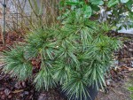 Pinus strobus 'Tiny Kurls'