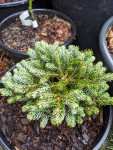 Abies koreana 'kohout's icebreaker'