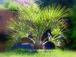 butia-1.jpg.JPG