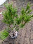 Pinus densiflora 'umbraculifera'
