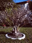 Copie de butia gelé.JPG