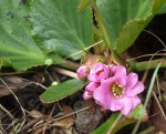 Bergenia ciliata 2022.JPG