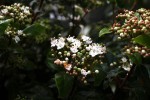 Viburnum tinus.JPG