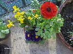 photos forum 002.jpg (86.29 Kio) Consulté 4152 fois corbeille printanière offerte par Natou