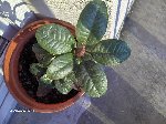 rhododendron