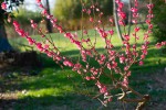 prunus mume.jpg