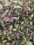 Photinia.jpg