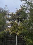 IMG_1039.jpg