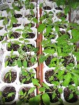 semis_tomates7.jpg