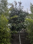IMG_1038.jpg