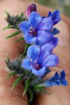 Echium vugare, Vipérine commune 1.JPG