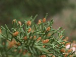 Juniperus phoenicea 2.JPG
