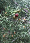 Juniperus phoenicea (baies) 3.JPG