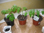 semis_tomates5.jpg