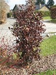 IMG_0245bis.jpg