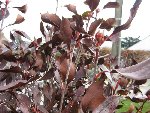 IMG_0248bis.jpg
