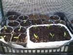 Aubergines - Poivrons- Piments.JPG