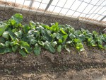 DSC00949.jpg