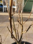 IMG_20220305_165706.jpg