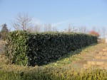 DSC00956.jpg