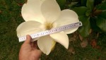 Mon Magnolia.jpg