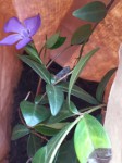 FLEUR BLEUE.JPG