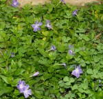 .pervenches (Vinca major).JPG