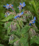 Borago officinalis.JPG