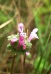 Lamium amplexicaule.JPG