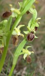 Ophrys aranifera subsp. massiliensis.JPG
