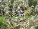 Teucrium fruticans (Germandrée) 1.JPG