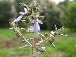 Teucrium fruticans (Germandrée)  2.JPG