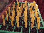 Mes futures tomates