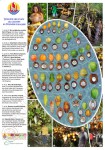 Poster diversité cocotier Polynésie française