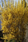 DSC04797.jpg