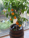 véranda novembre 08 001.jpg
