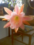 Image48.jpeg