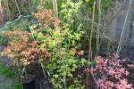 'Allen's gold', 'kawahara no midori', 'akebono'