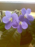 Image52.jpeg