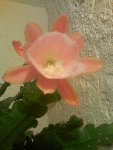 Image82.jpeg