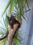 une nouvelle espèce poilue dans le yucca !