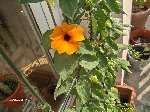 plantes 021.jpg